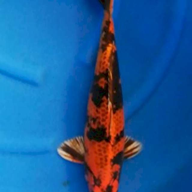 Rare Item - Kin Kage Hi Utsuri 45cm Jantan