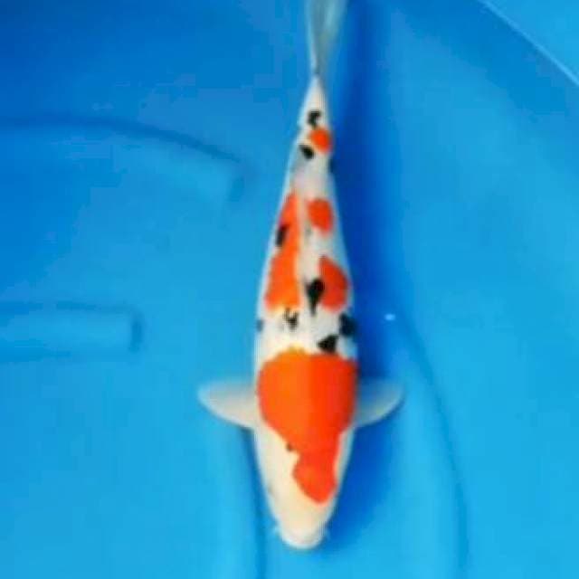 HQ Tsubosumi Sanke 42cm Betina