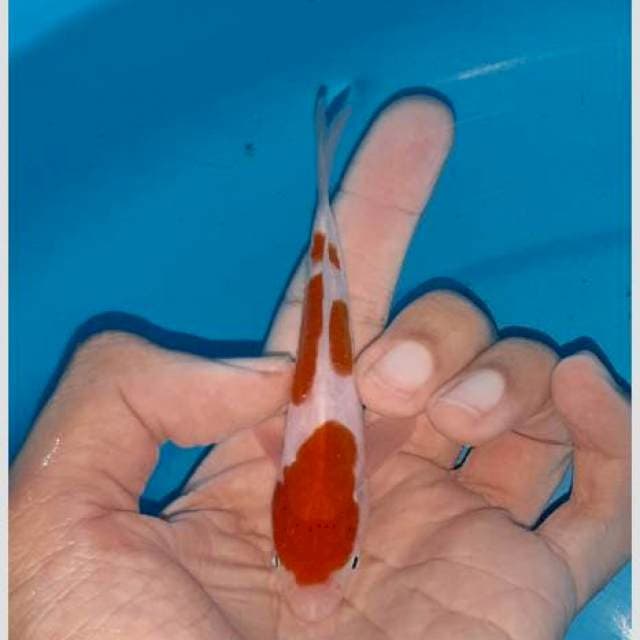 3step kohaku joss