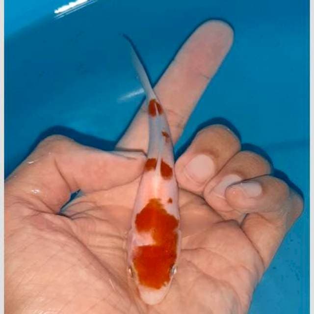 Kohaku pola bagus