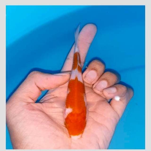 Kohaku 15cm good pattern