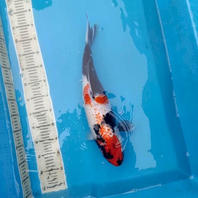 47 cm  Showa