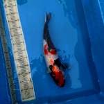 47 cm  Showa