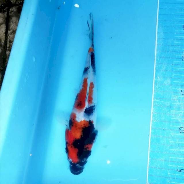 Showa