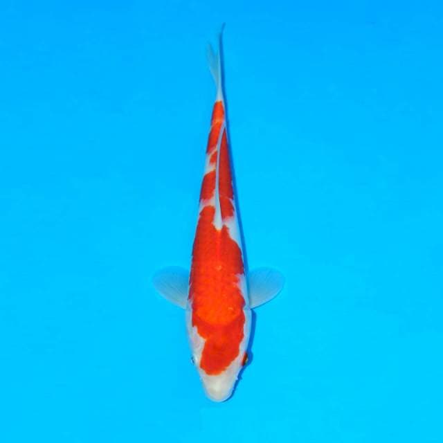Kohaku