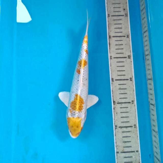 Hariwake, 25 cm