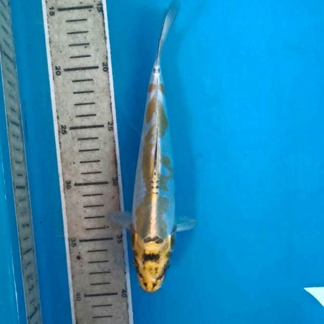 Kikokuryu, 24 cm