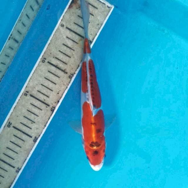 Goshiki Doitsu, 21 cm