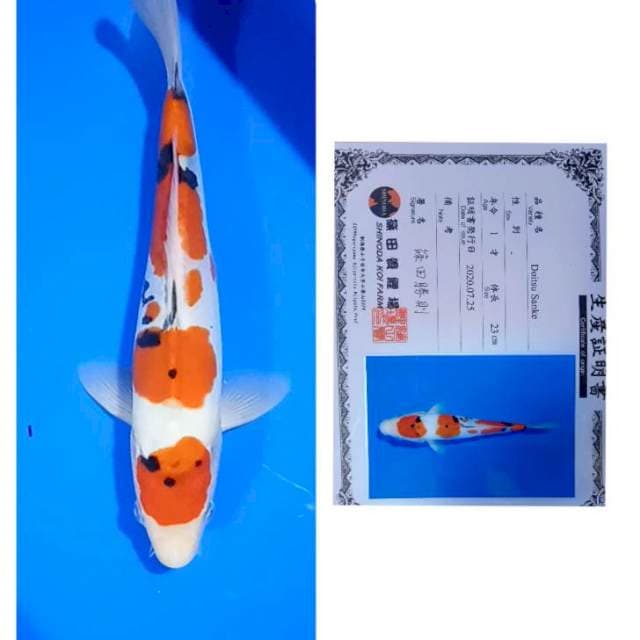 Sanke Doitsu Import Serti Shinoda 