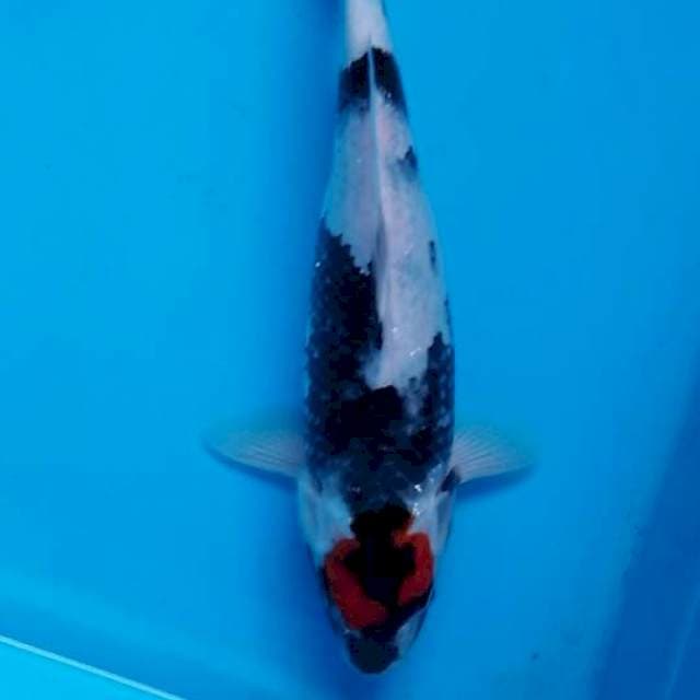 Tancho showa 29cm