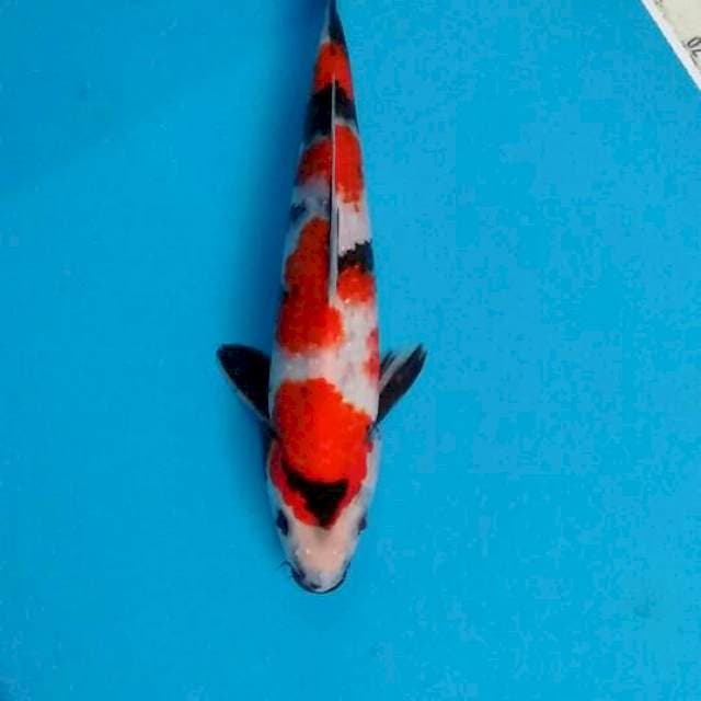 Showa 28cm