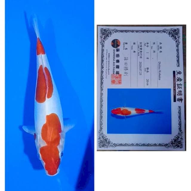 Kohaku Doitsu Import Serti Shinoda