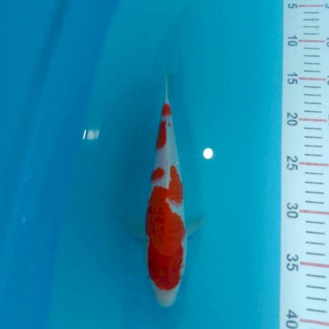 Kohaku