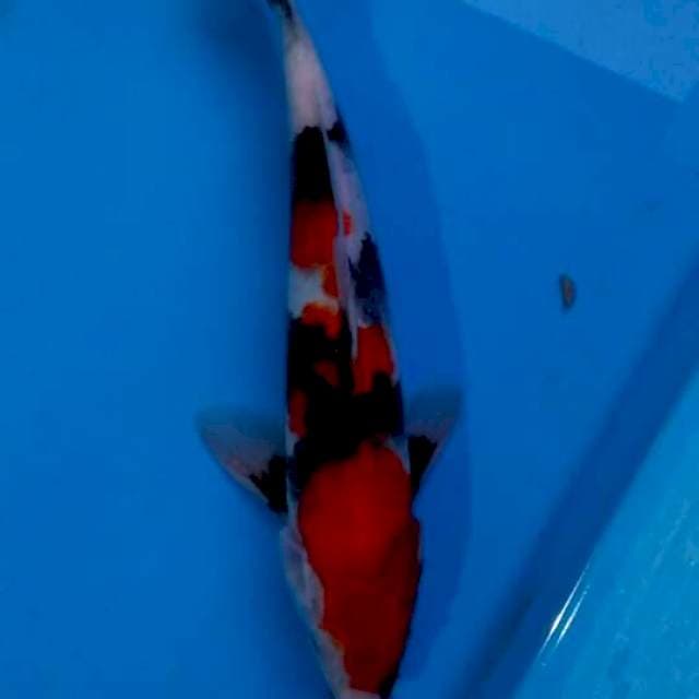 Showa 27cm
