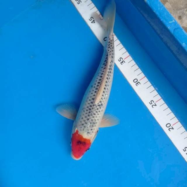 T Ghosiki