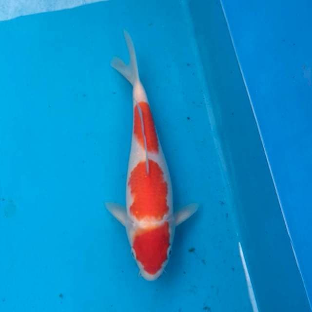 Spesial sandan kohaku