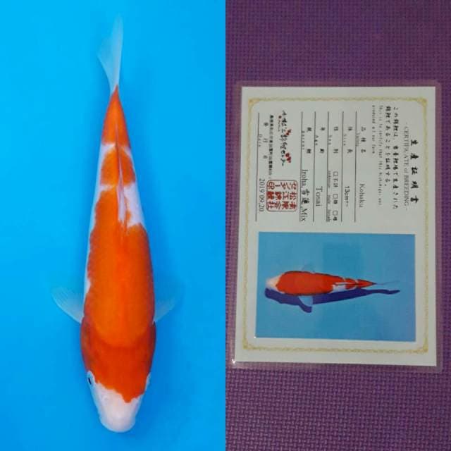 Matsue kohaku 25cm serty