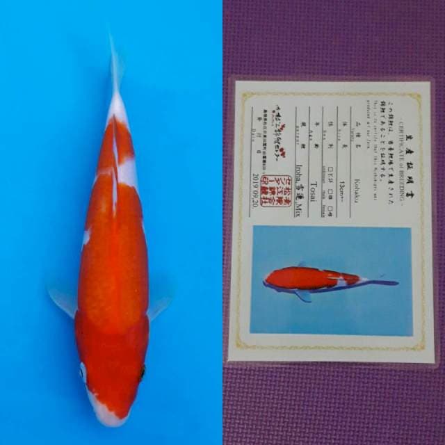 Matsue kohaku 24cm serty
