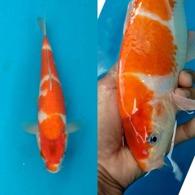 Kohaku