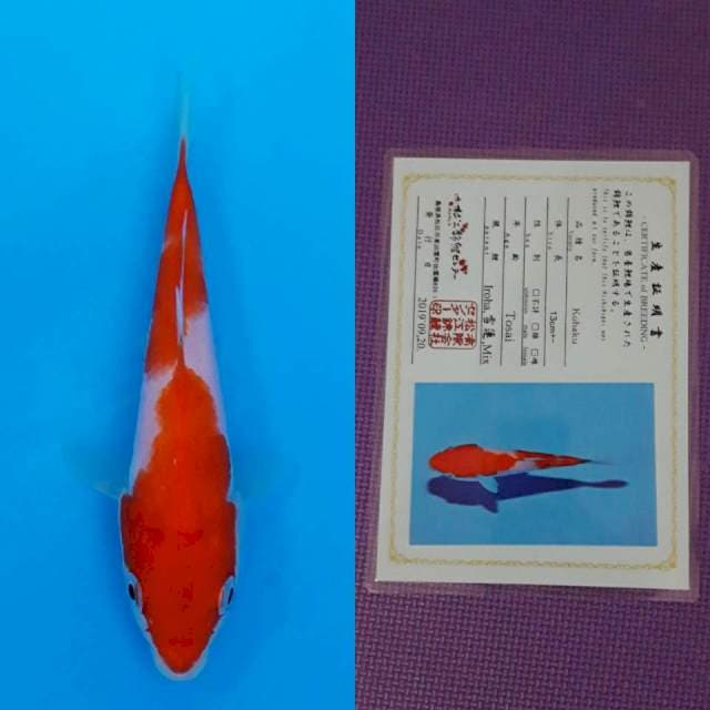 Matsue kohaku 14cm serty