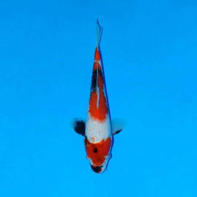 Showa merah