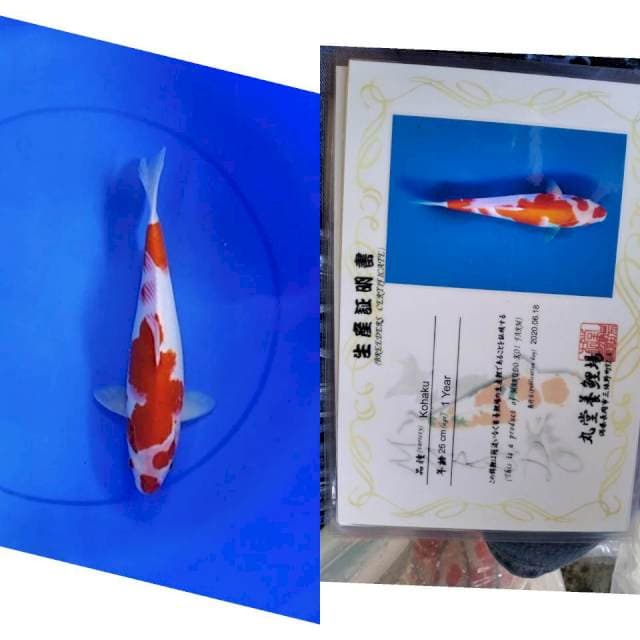 Kohaku MARUDO serti