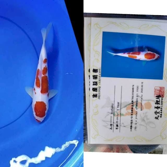 Kohaku MARUDO serti