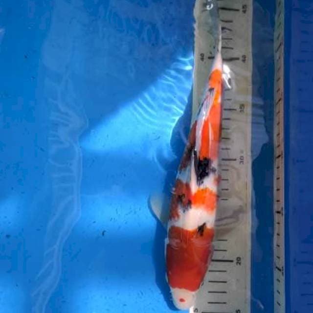 Sanke 33 cm