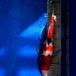 Sanke 33 cm