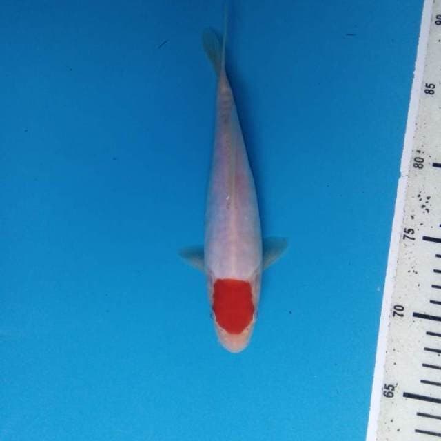 Tancho kohaku