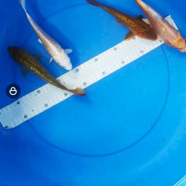 Mix