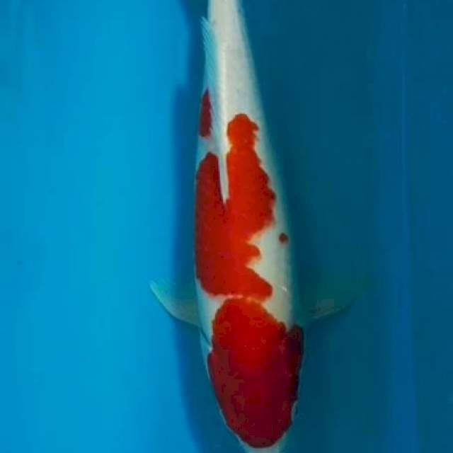 Kohaku