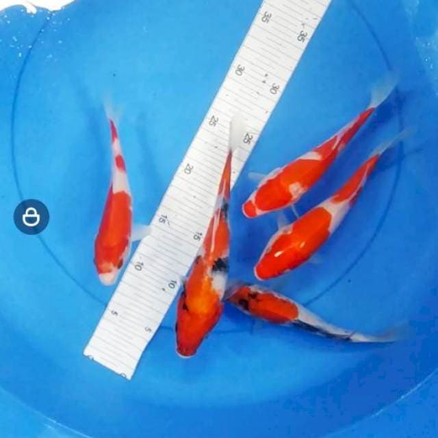 Mix