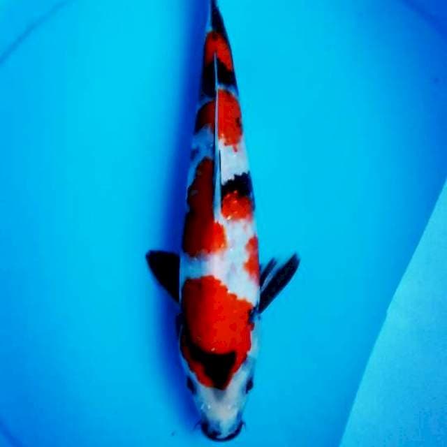 Showa 30cm