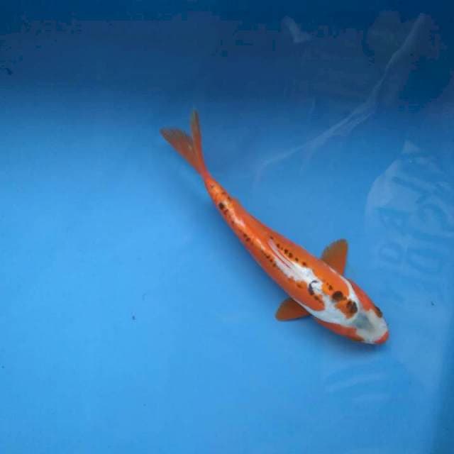 Hana sushui 18cm