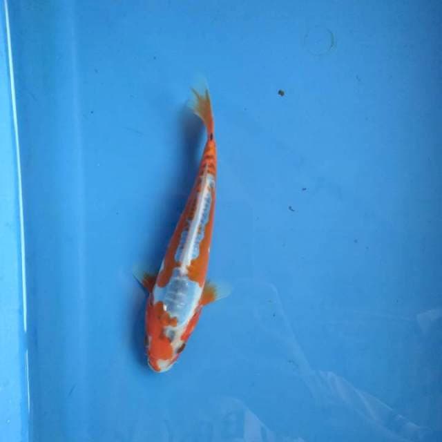 Sushui 16cm ring haluzz