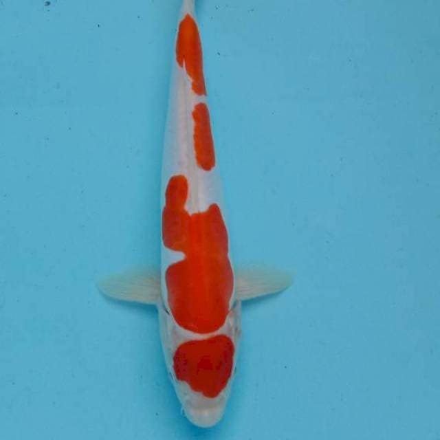 Kohaku maruten
