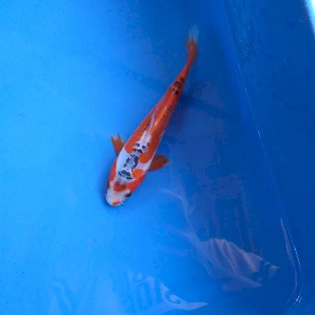 Hana sushui 15cm