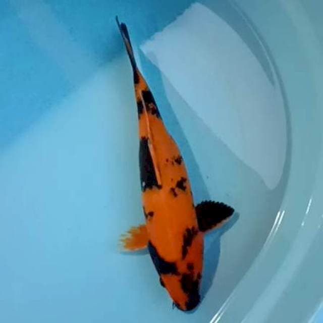 Hi utsuri
