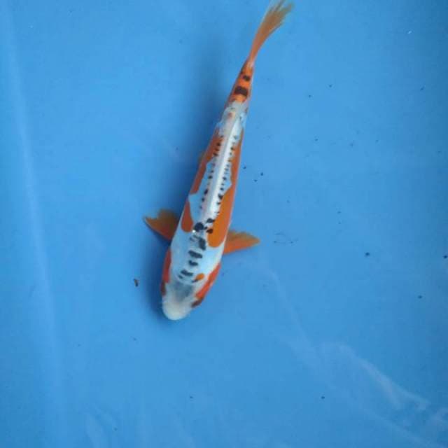 Ssushui 15cm