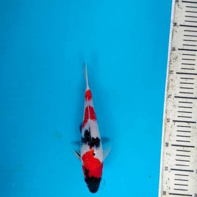 Showa Sanshoku 27cm