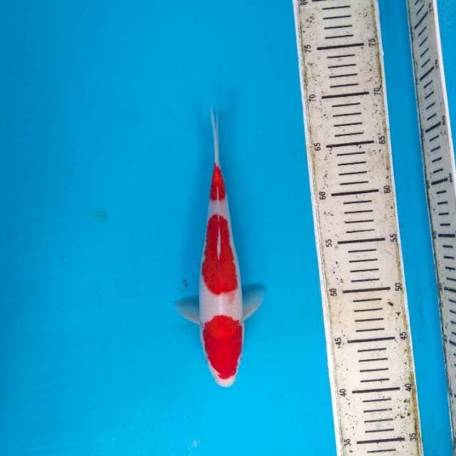Kohaku Super 28cm