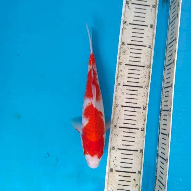 Kohaku 32cm
