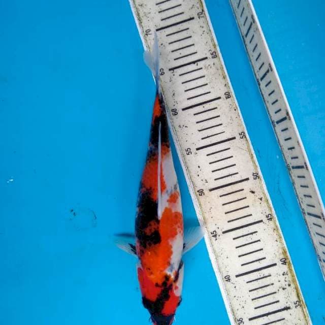 Showa sanshoku 30cm