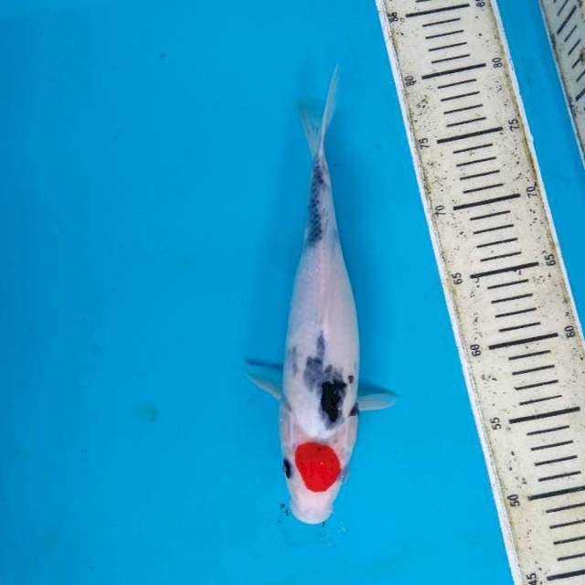 Original Tancho Showa 30cm