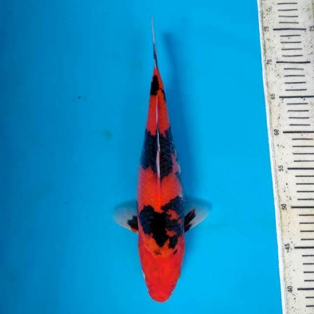 Hi Showa 35cm 