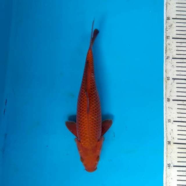 Cagoi Tembaga 35cm