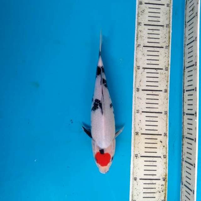 Original Tancho Showa Bulky 30cm