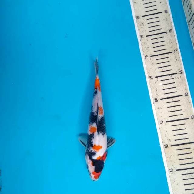 Showa Kindai 26cm