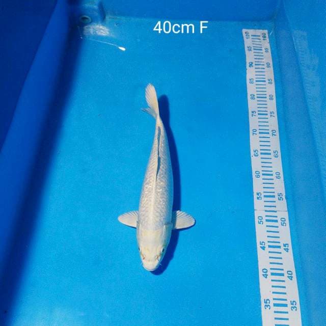 platinum 40cm female